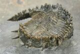 Lichid Trilobite (Akantharges) - Tinejdad, Morocco #241491-5
